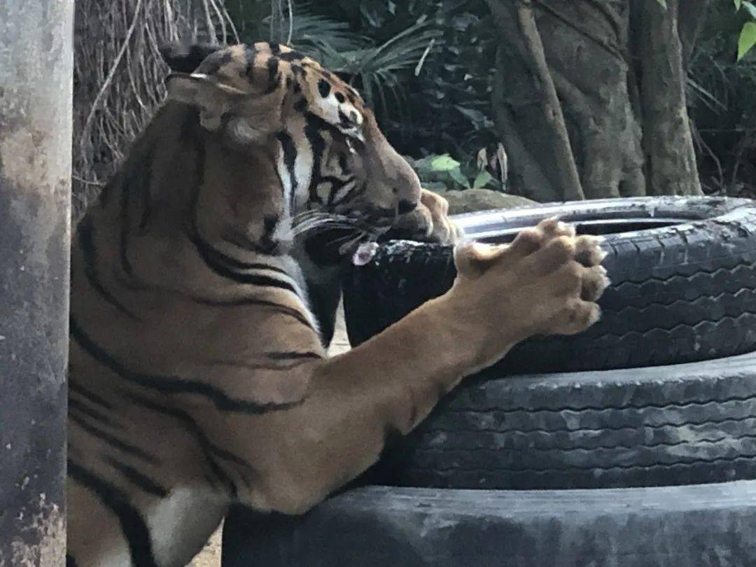 拥有巨大的食量一天能吃10-30公斤的肉三位主持人远程投喂投到手都累