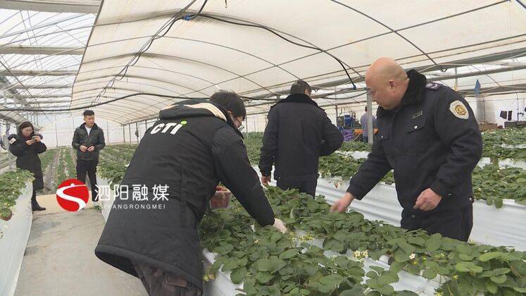 1月20日下午,縣農業農村局農質辦的工作人員來到三莊鎮尚然農場,檢查