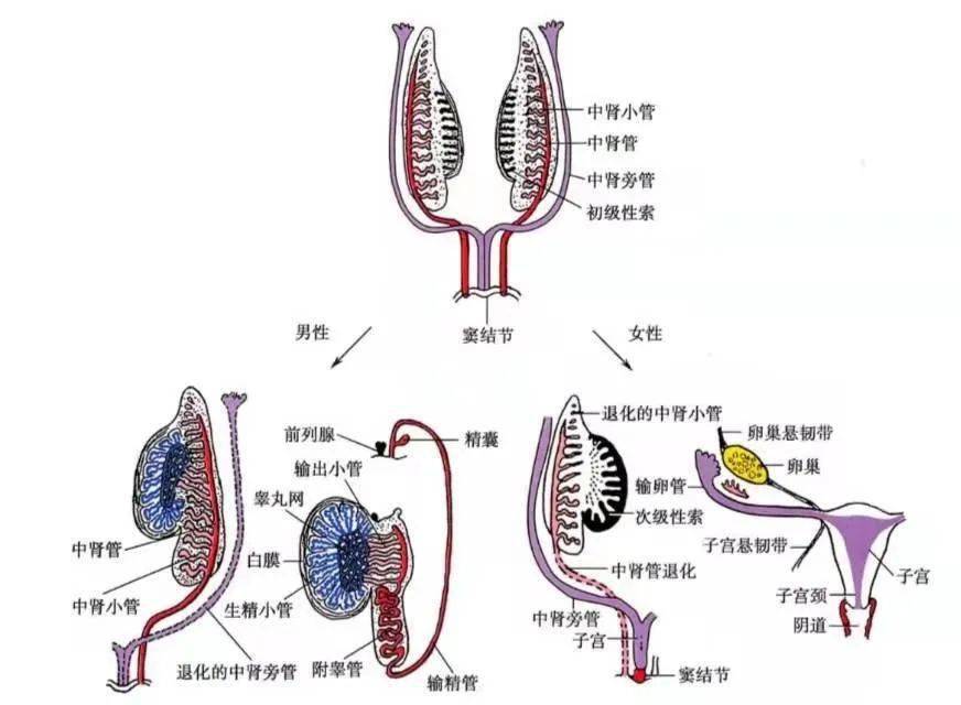 胚胎的生殖系统发育