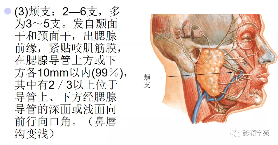 内,面神经的2个干及其各分支间吻合成腮腺丛,由丛发出颞支,颧支,颊下