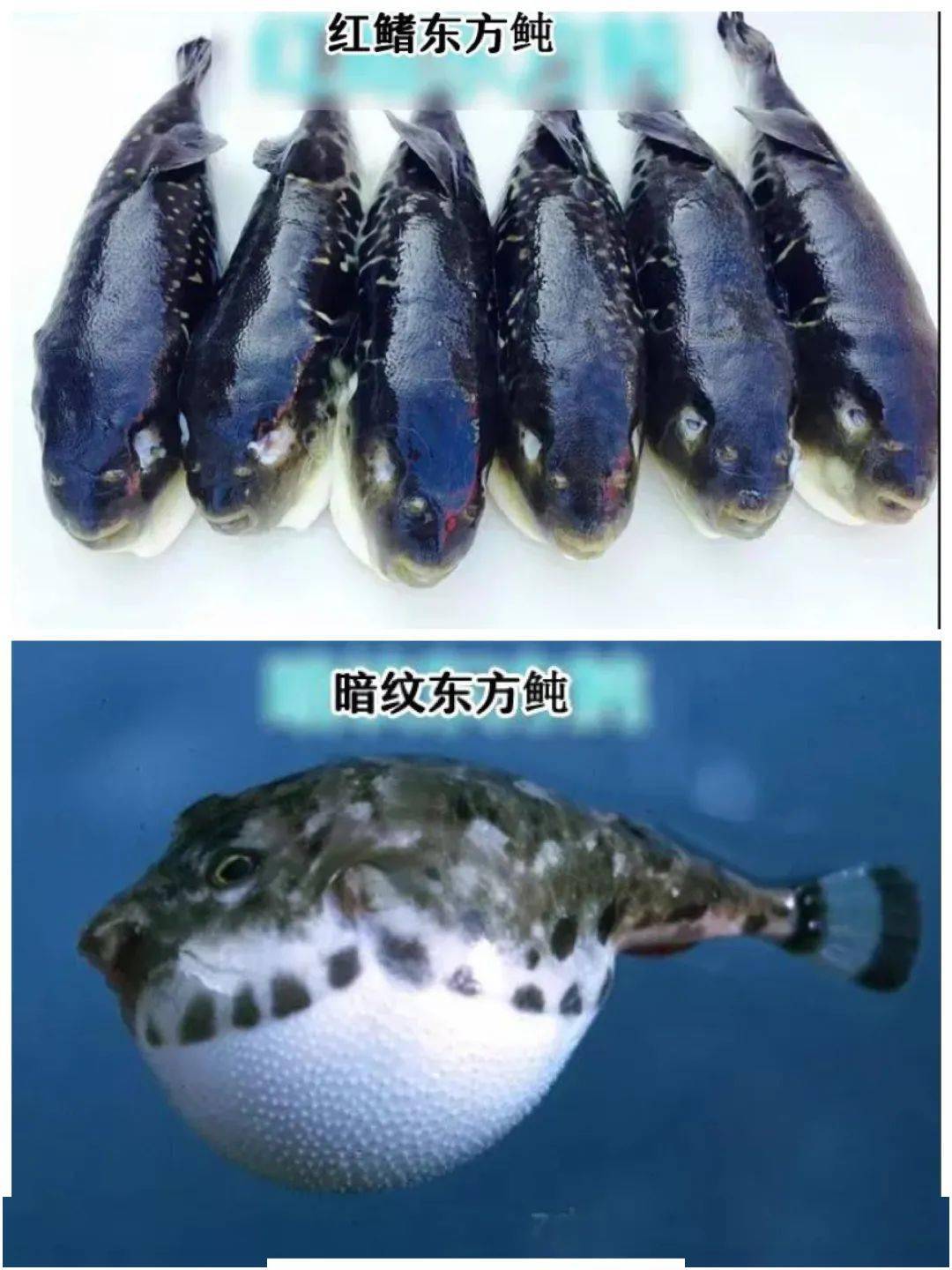 包头市发布河豚风险预警!_加工_养殖_毒素
