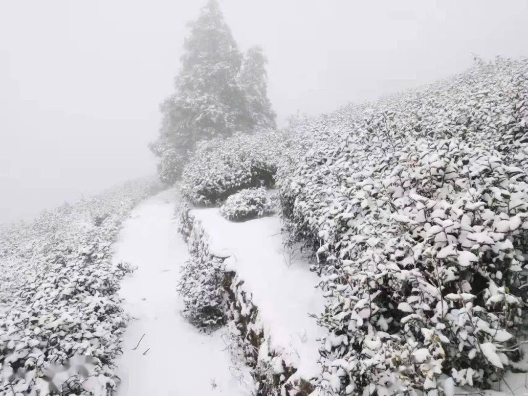 下雪了快欣赏银装素裹的台州