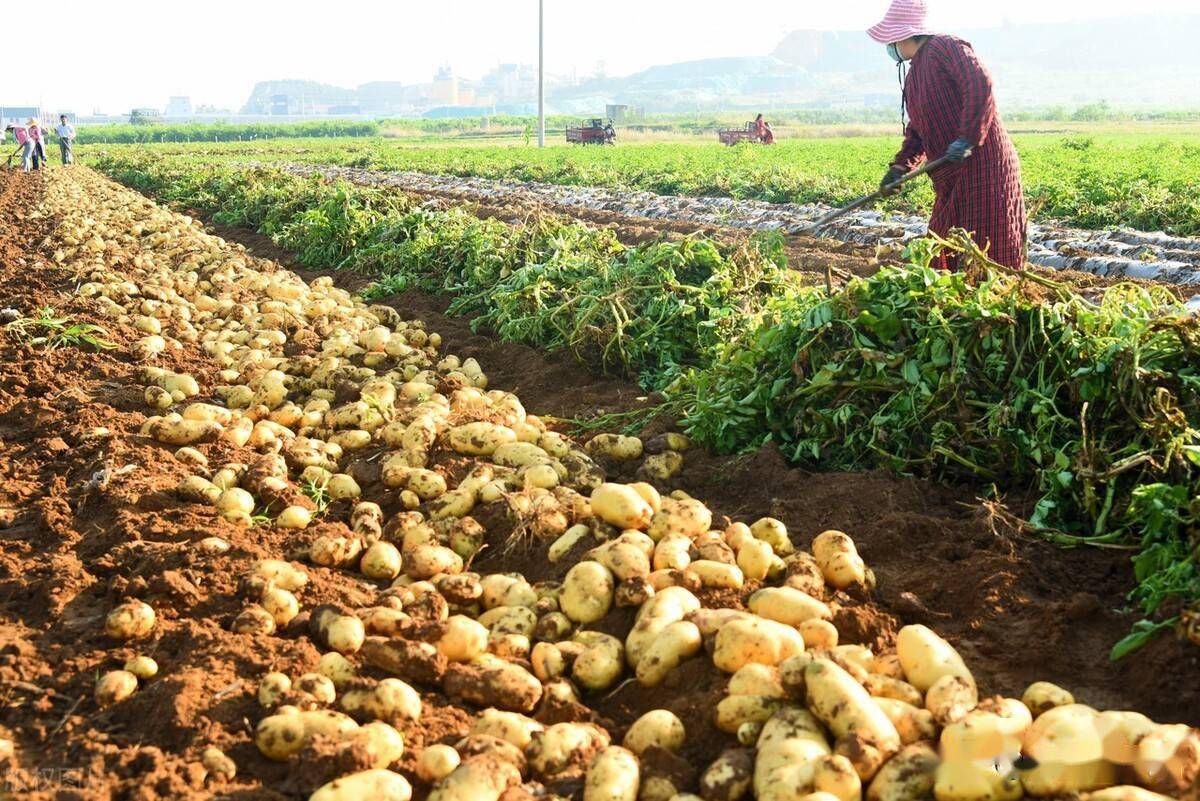 土豆和红薯种植时记得用三种料个大高产还不招虫效果特棒