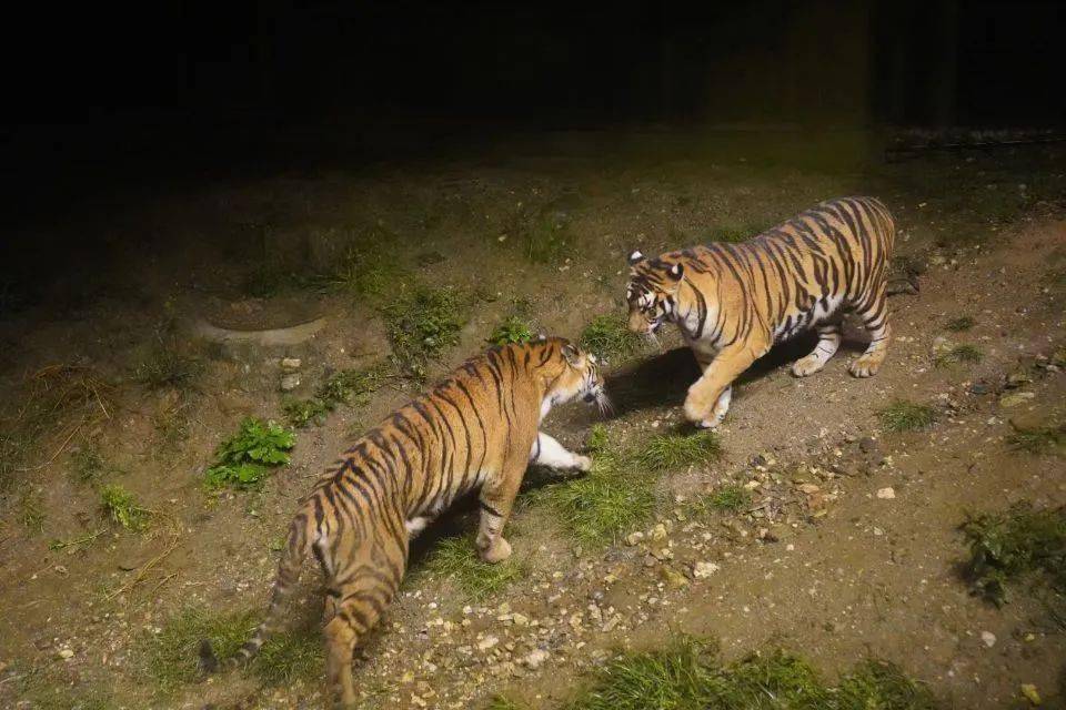 竹海野生動物園開園公告虎年看老虎全家有百福大年初一開放