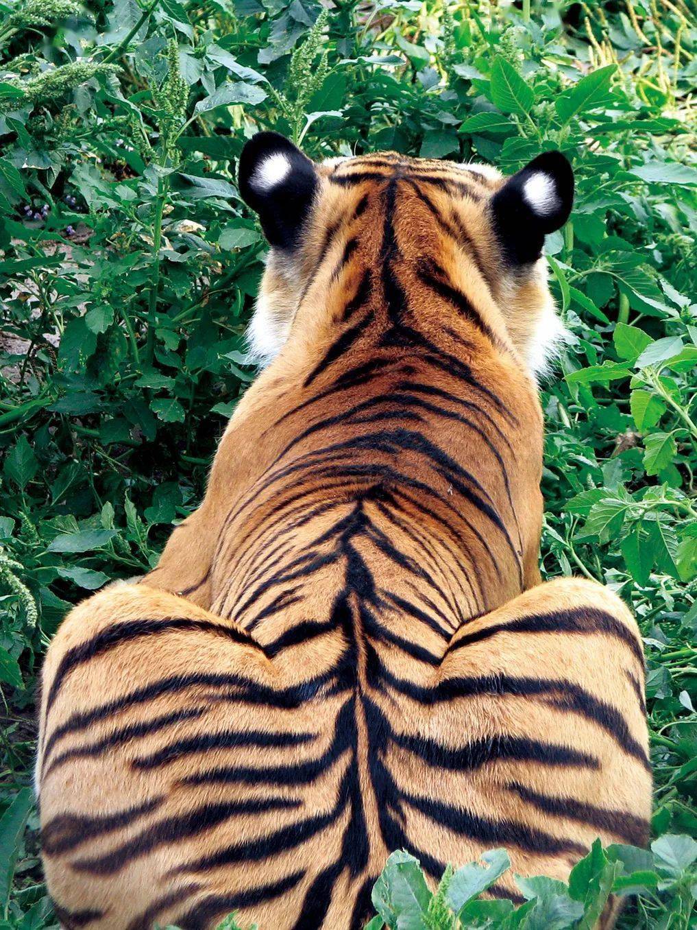 老虎后腿图片欣赏图片