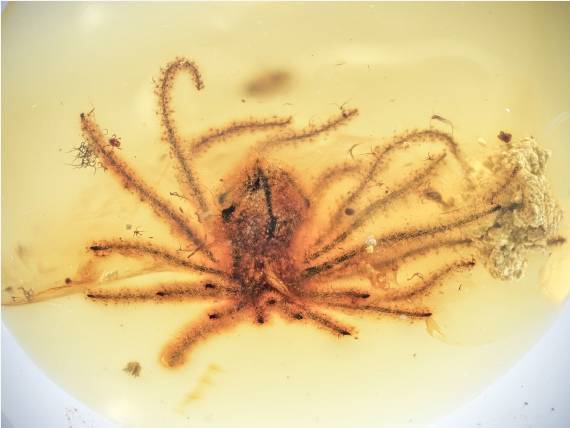 远古发现｜新年，送你一朵绽放1亿年的花