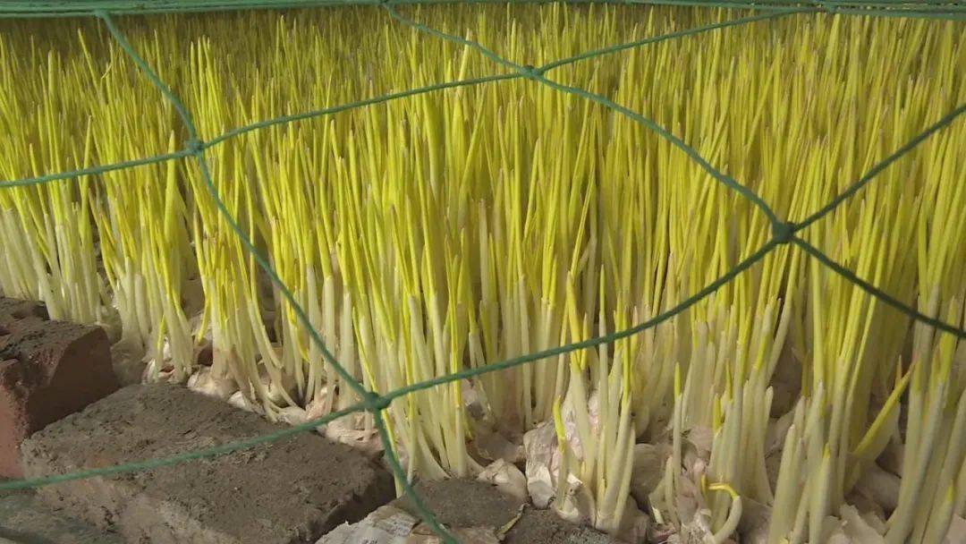 蒜黄的种植方法图片