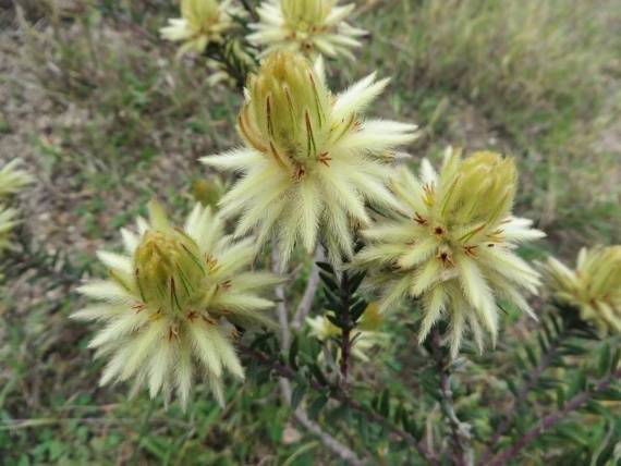 远古发现｜新年，送你一朵绽放1亿年的花