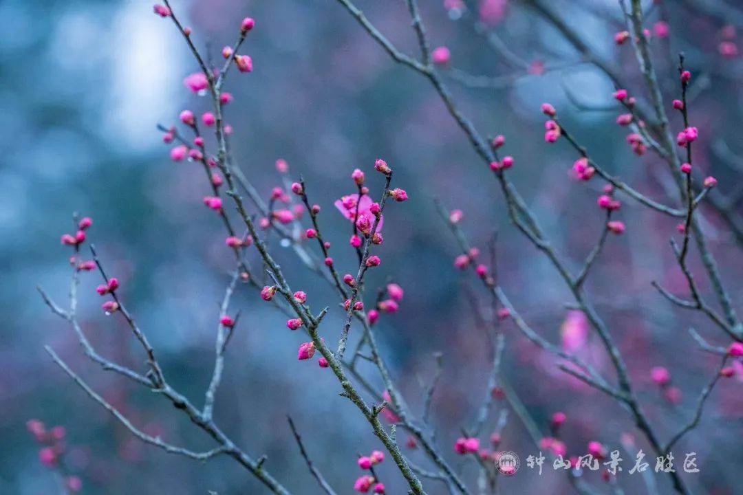 海底|与“宁”一起 不亦乐“虎”过春节！