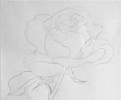 彩铅入门 月季花绘画步骤教程 暗部 进行 书法