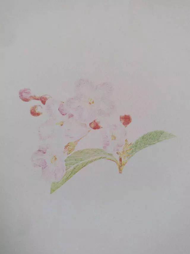 丁香花的样子彩铅画图片