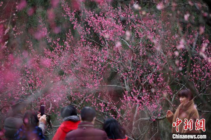 景区|南京明孝陵梅花山早梅绽放喜上“梅”梢