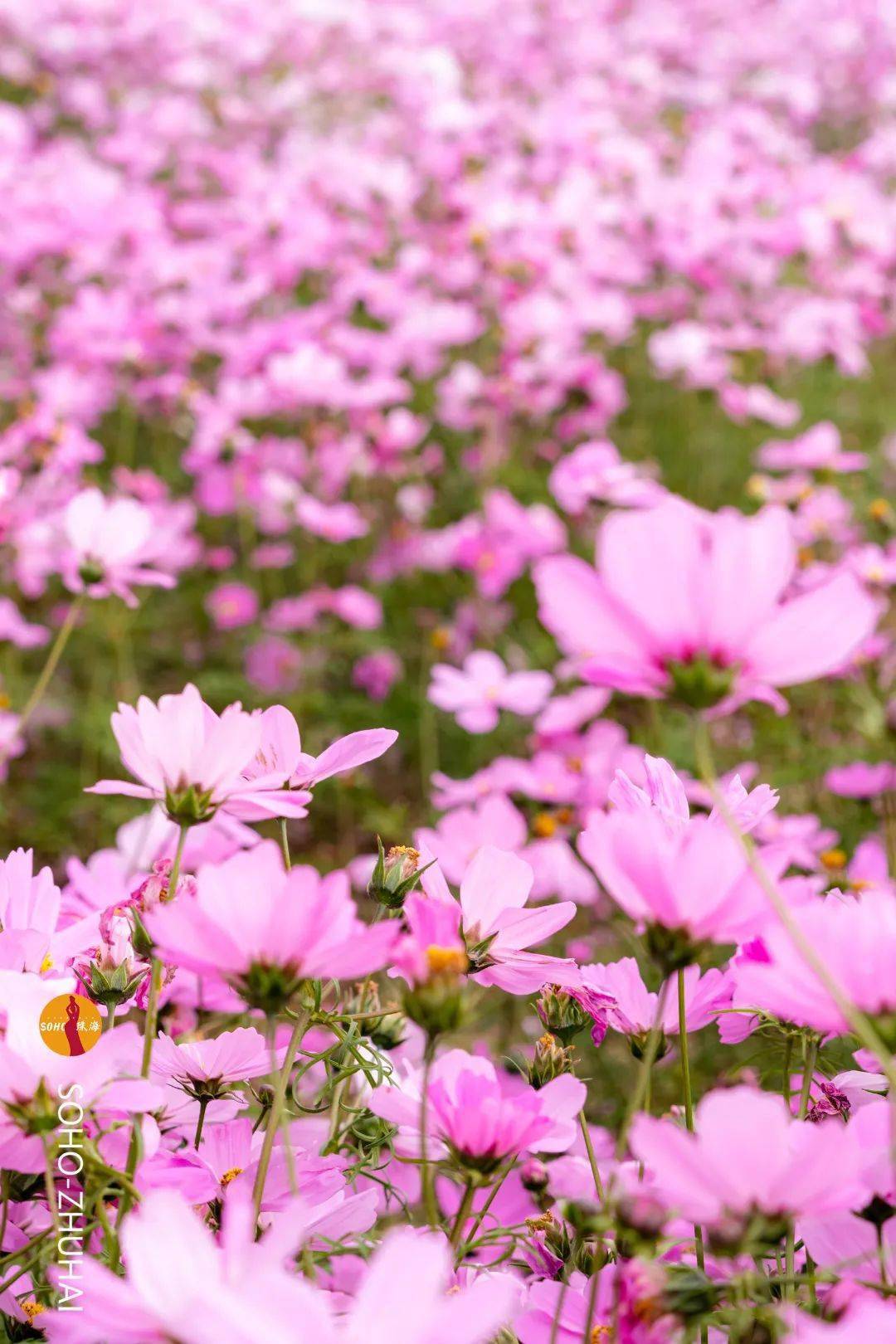 珠海格桑花海图片