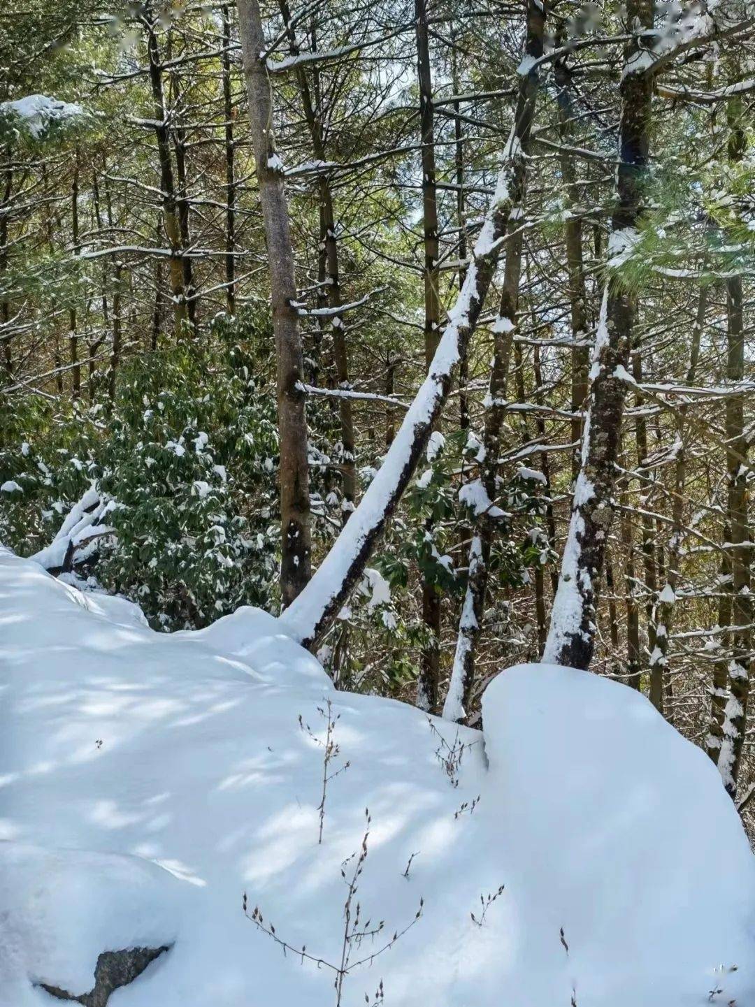 萧风一夜雪千丈 碧罗秘境上银装