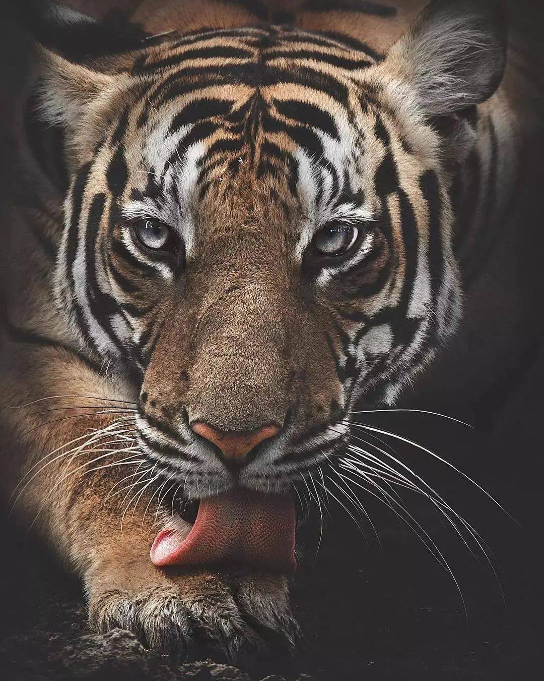 摄影欣赏美国国家地理摄影师的野生动物作品欣赏