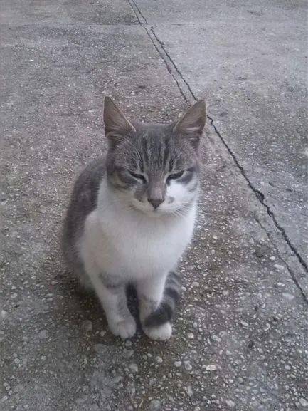 那些和蜜蜂打过交道的猫咪后来怎么样了