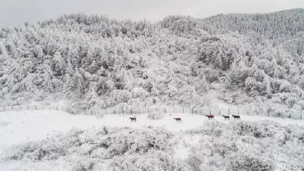 地缝|冬奥逢春！快抓住春节假期“余额”，去武隆仙女山耍雪过新春！