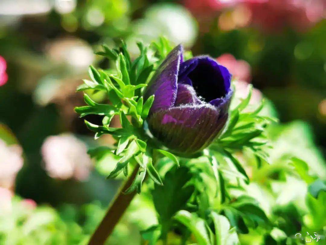 立春了 10种花最先上肥料 今年呼呼开到爆 开花 花多多 光照