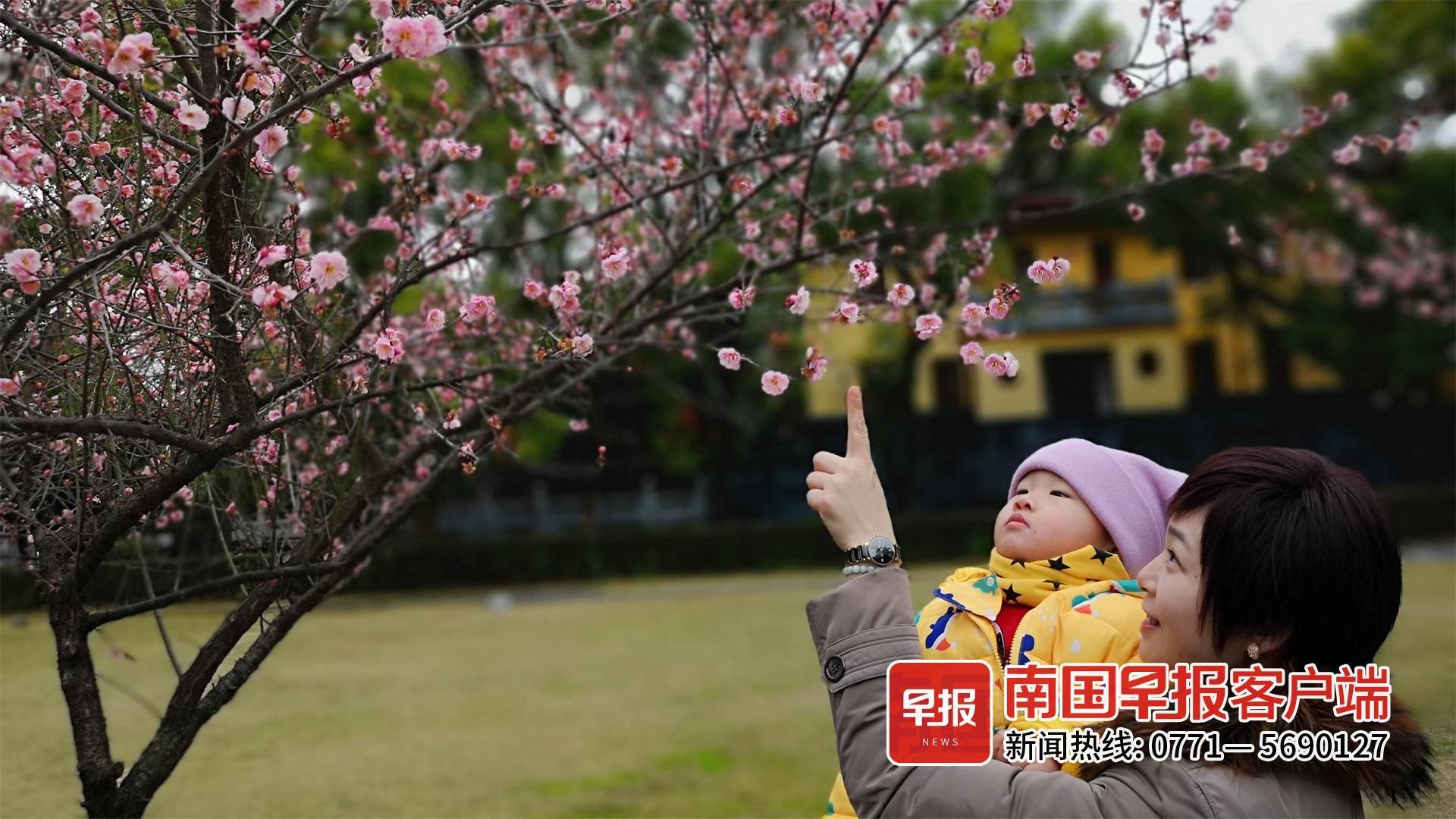 梅花朵朵报春来，桂林多个公园幽香四溢