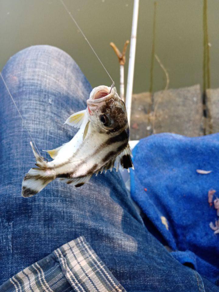 鱼多久会上钩 69201c7e4c184f44b8d4110ffdbe8ce4.jpeg