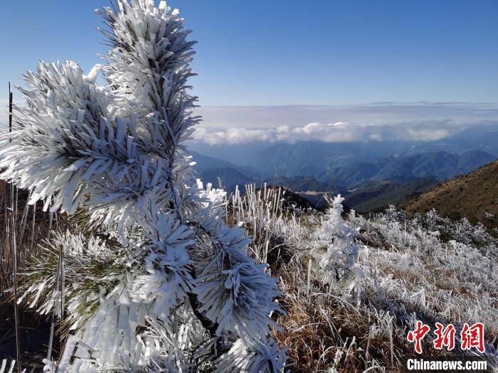 雾凇|福建宁德世界地质公园迎来今年首场雾凇