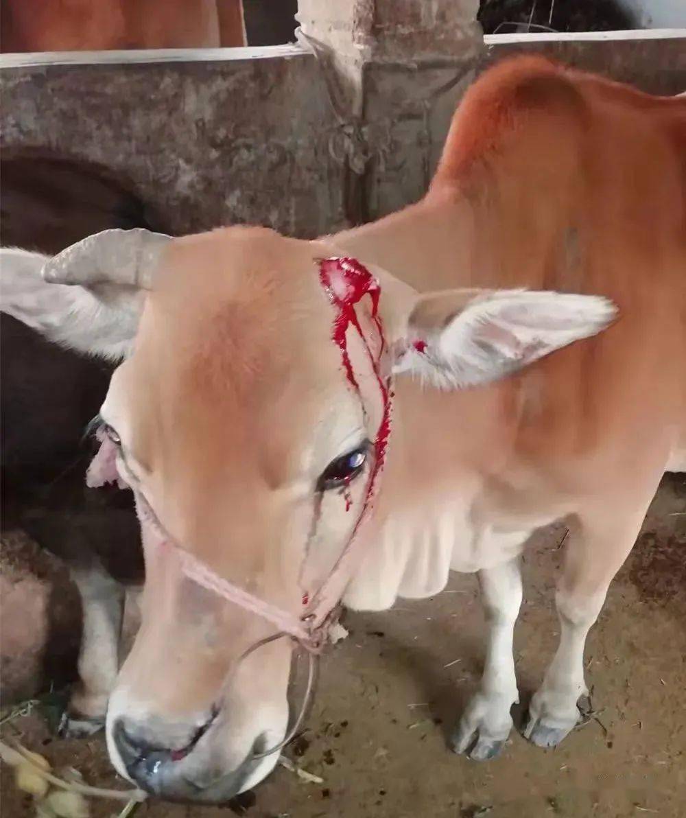 左边牛角断落血流满面,后背被撞受伤和多处骨折,最惨的