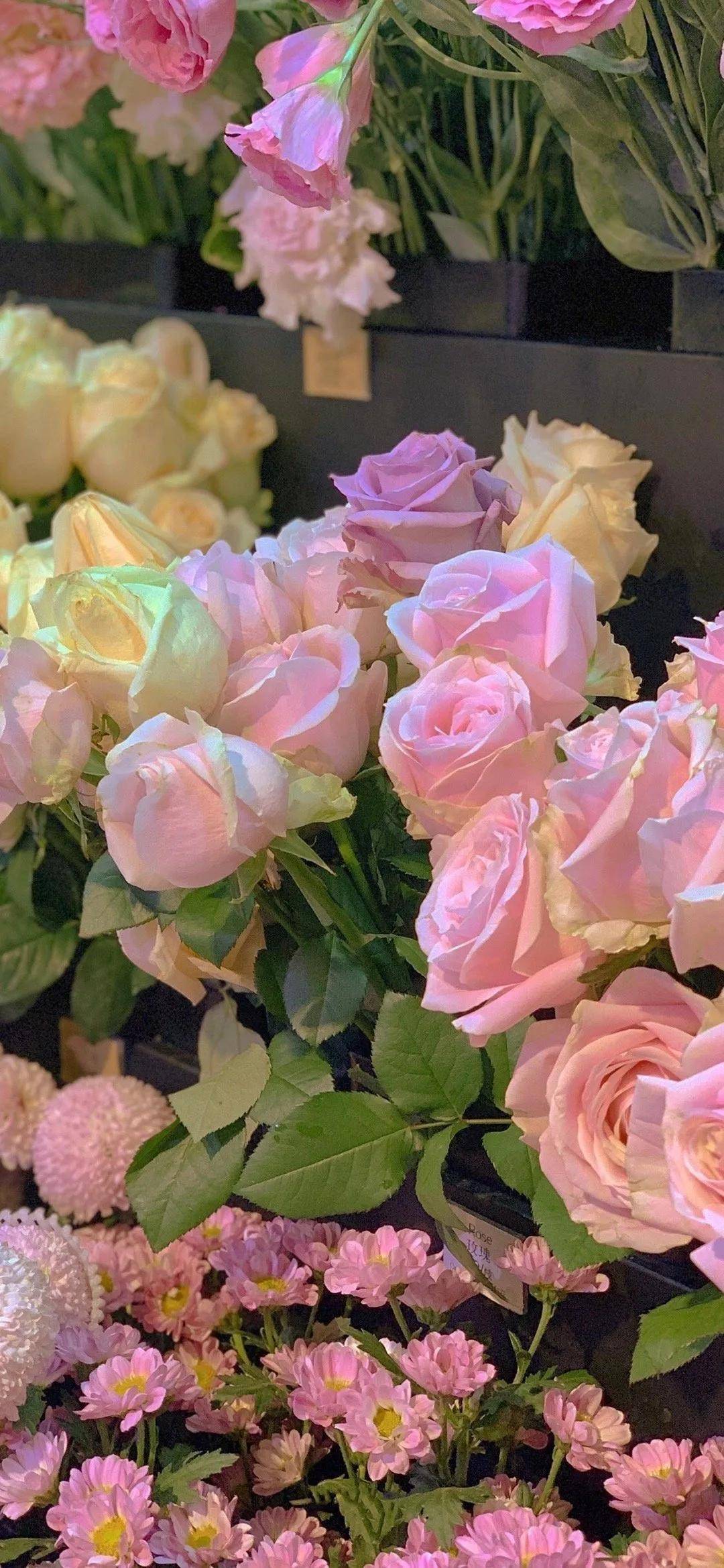 手机壁纸高清花 4524206a7d9e470092128248e8bd17ab.jpeg