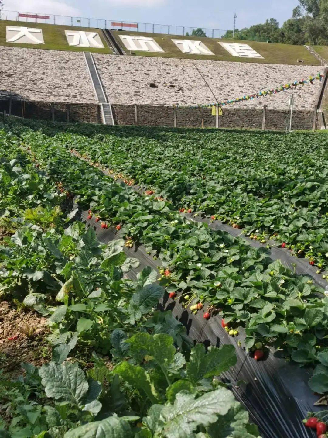 龍華大水坑草莓園僅299元搶2大2小摘草莓親子套票