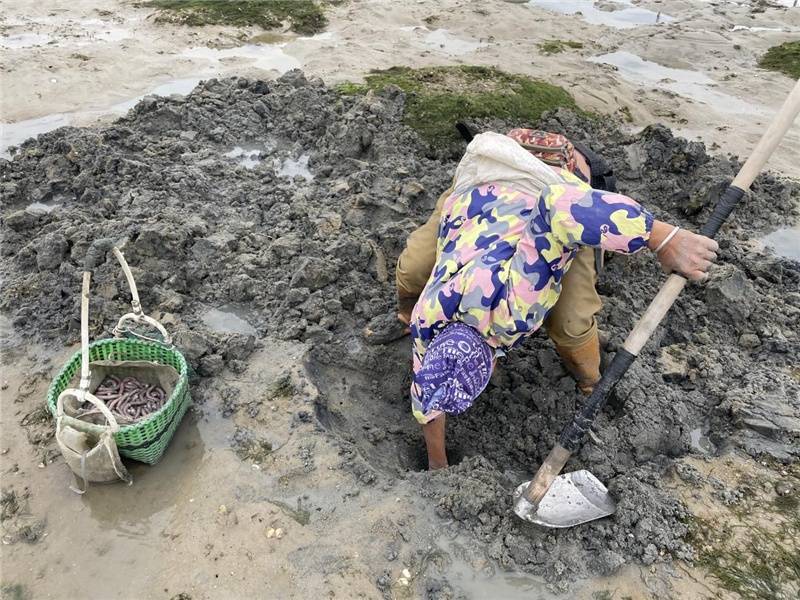 广西北海:渔民赶海挖沙虫 忙趁新春卖价高_林姗_沙田镇_商家