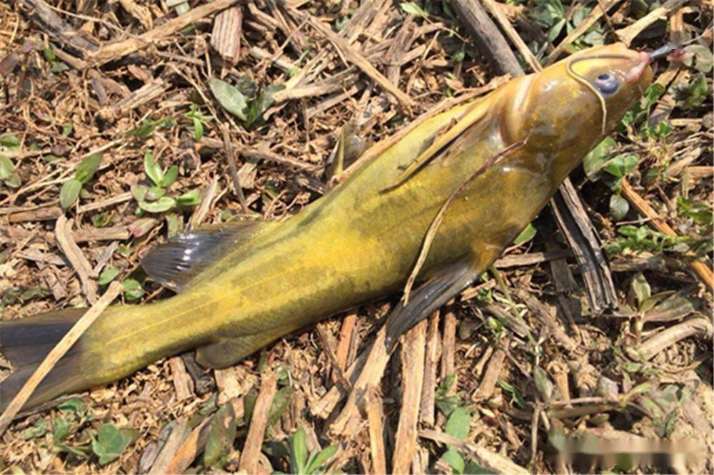 早春野钓黄颡鱼这种传统钓法最有杀伤力收获最有保障