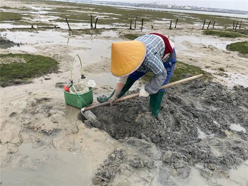 广西北海:渔民赶海挖沙虫 忙趁新春卖价高_林姗_沙田镇_商家