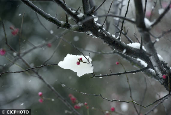 湖州市|新春雪绒绒