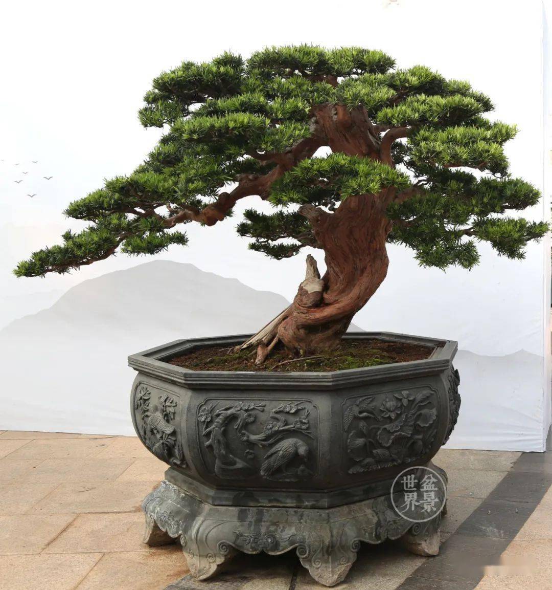 最美的100盆罗汉松_cm_作品_盆景