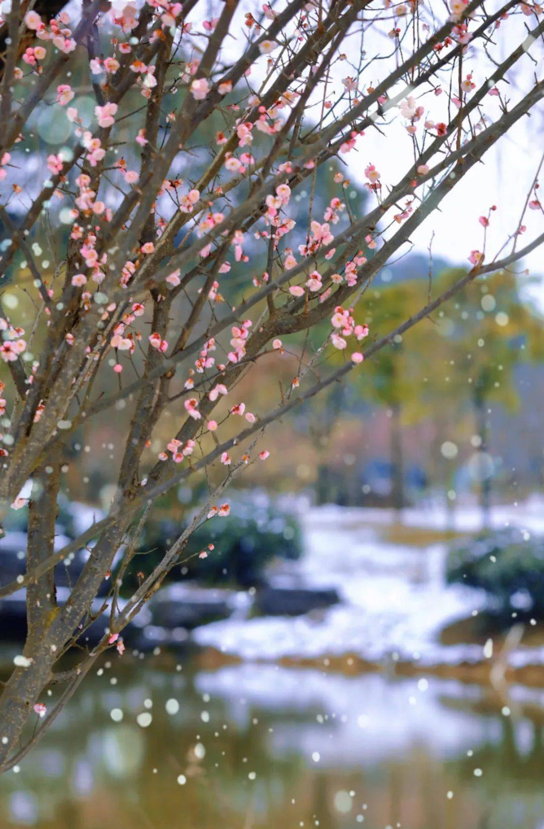 梅花_雪花_望城