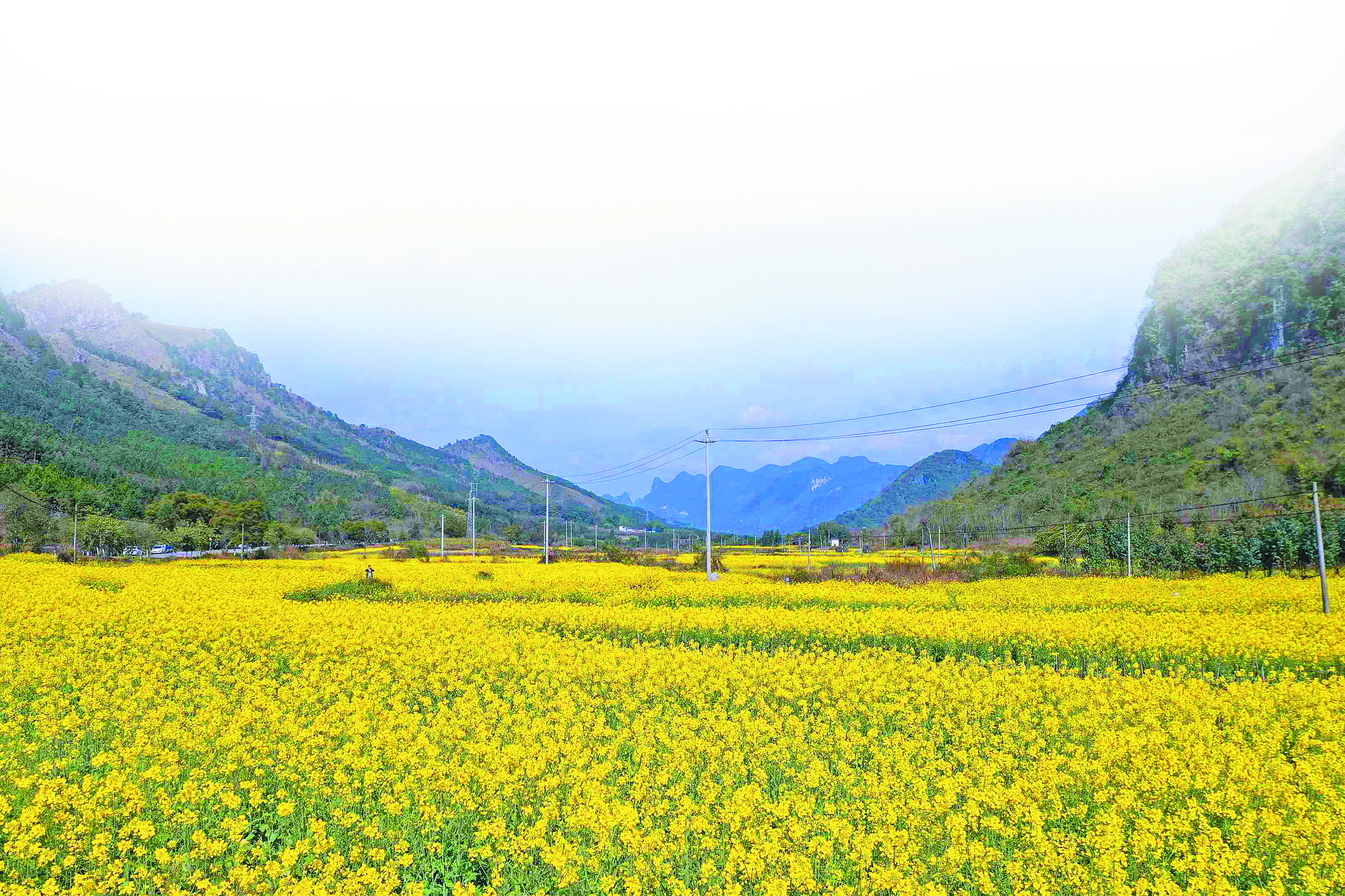 高清组图万亩油菜花迎春开