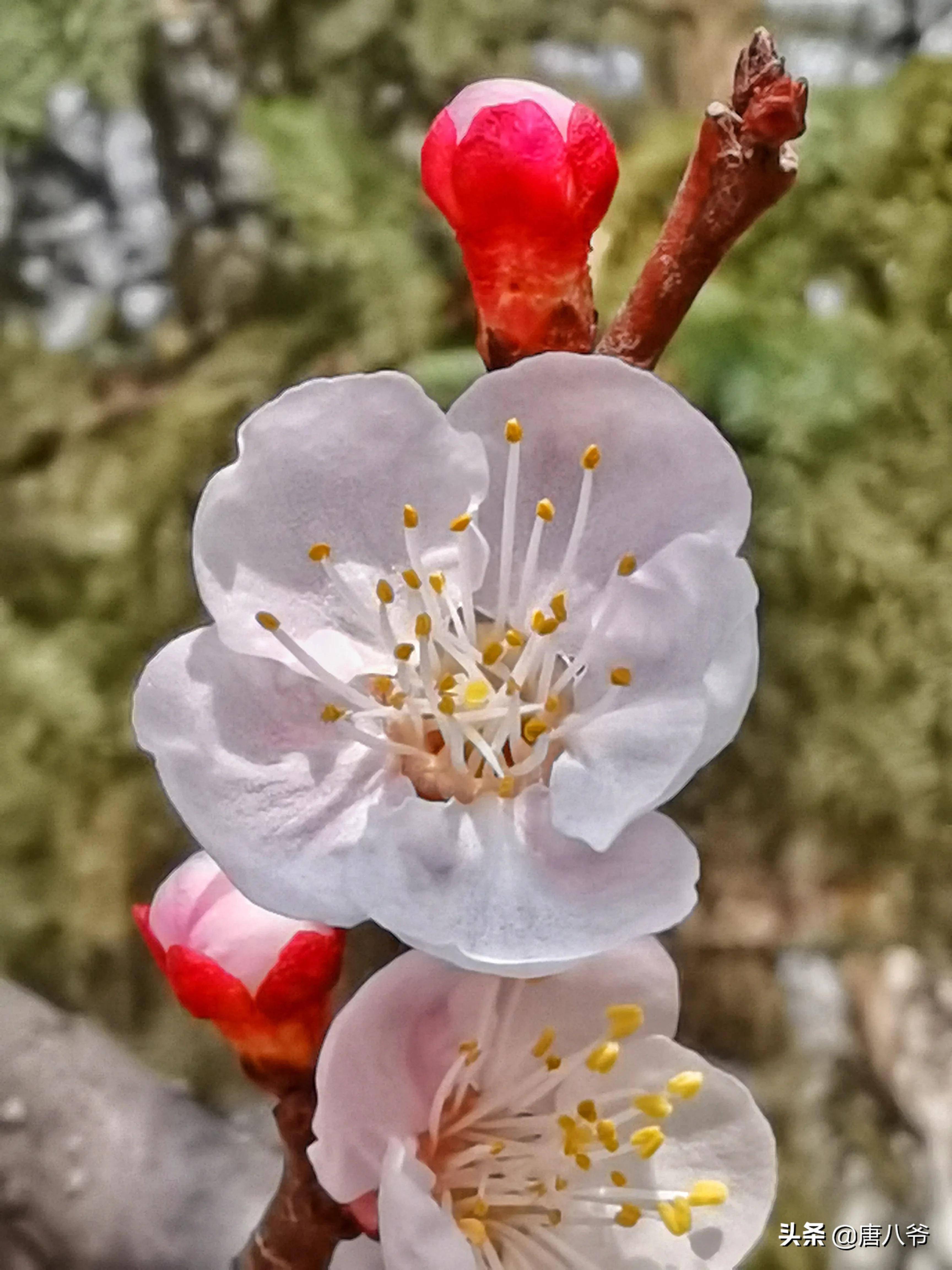 杏花树图片大全 花蕊图片