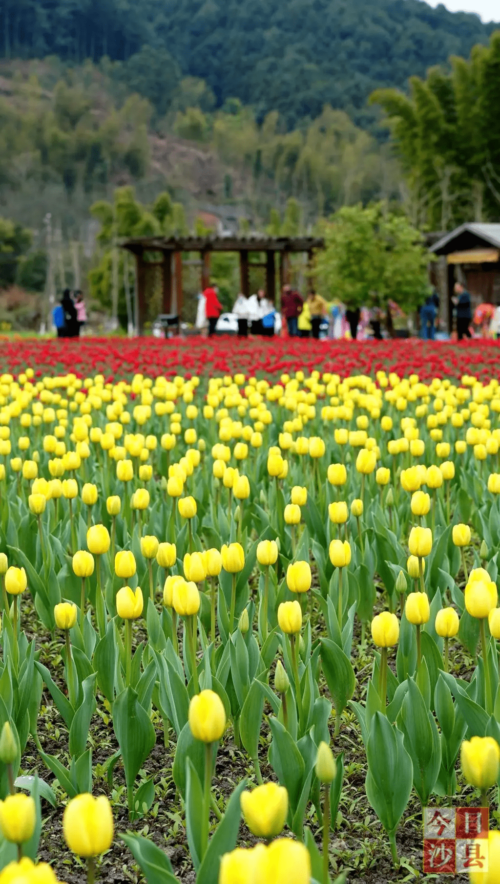 三明這處花海正當時,快去打卡_鬱金香_溼地_公園