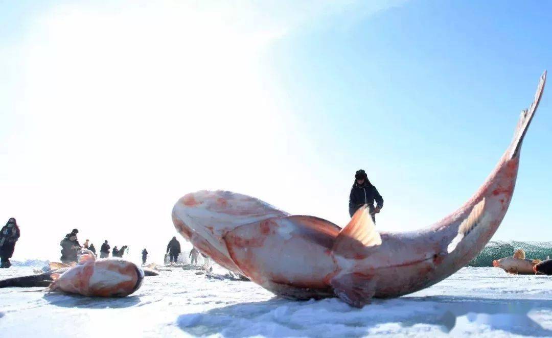 鱼多少度会烫死 b55ab133075947c696237e50ab1d8fa5.jpeg