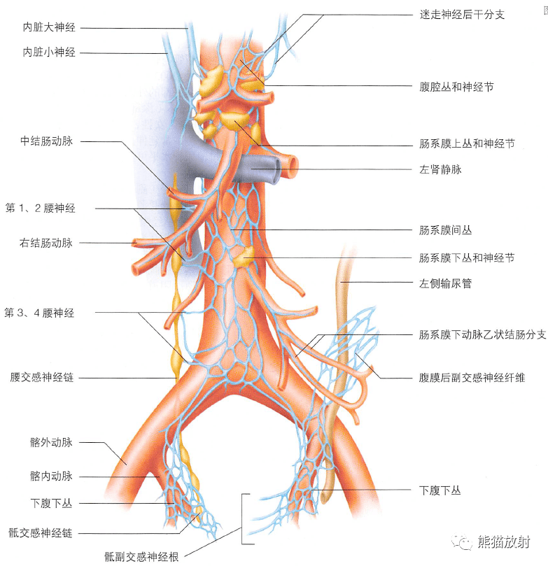 解剖丨腹部与盆部腹前壁