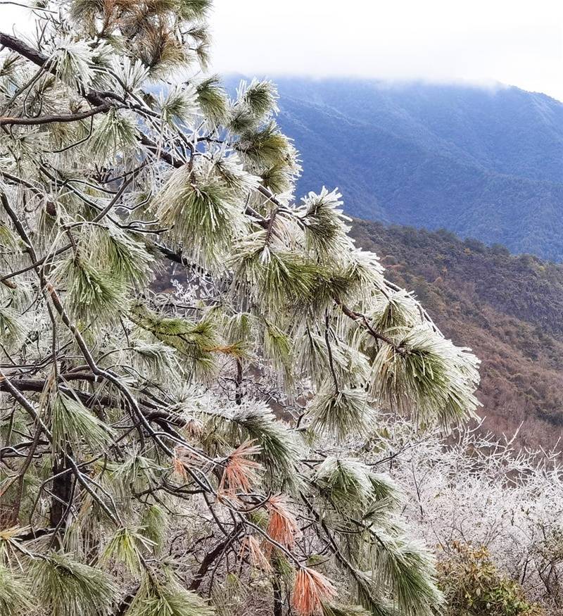 吴勇|桂林尧山银装素裹 喜迎新春第一场雾凇美景