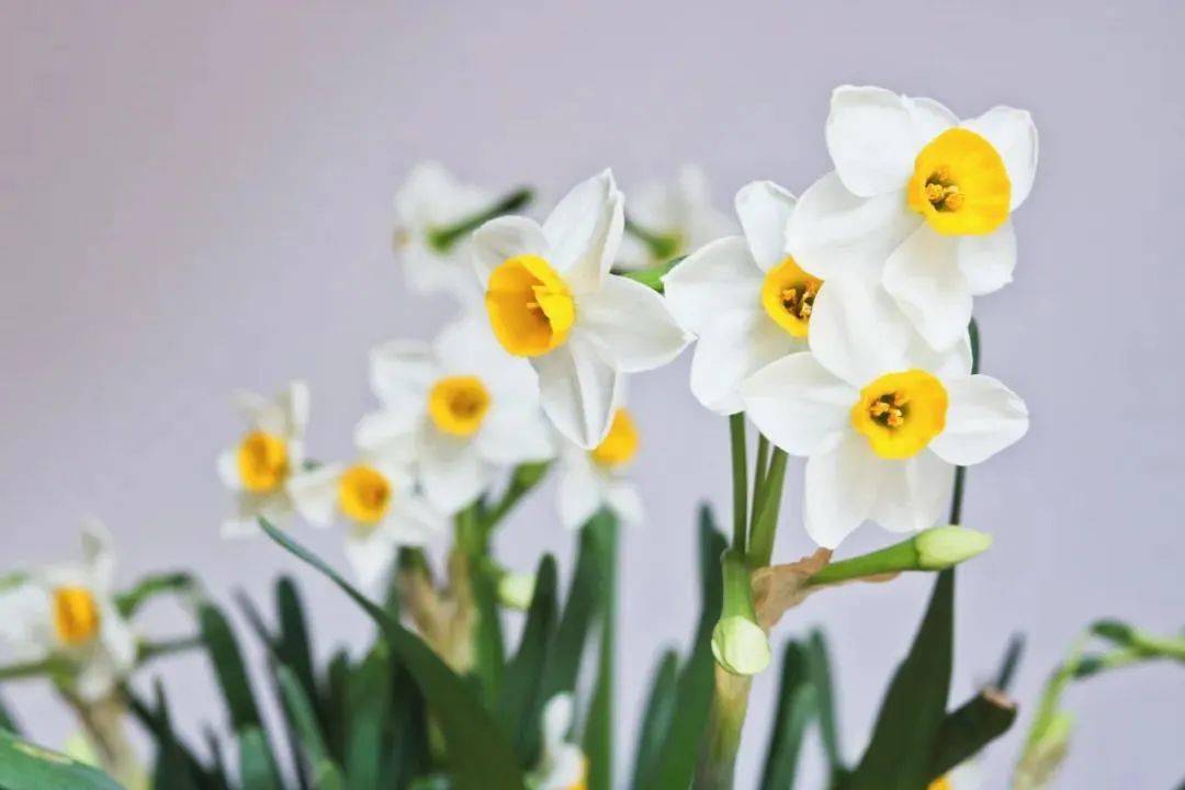 诗词丨花开清雅入骨 许你气质绝尘 兰花 气节 水仙花