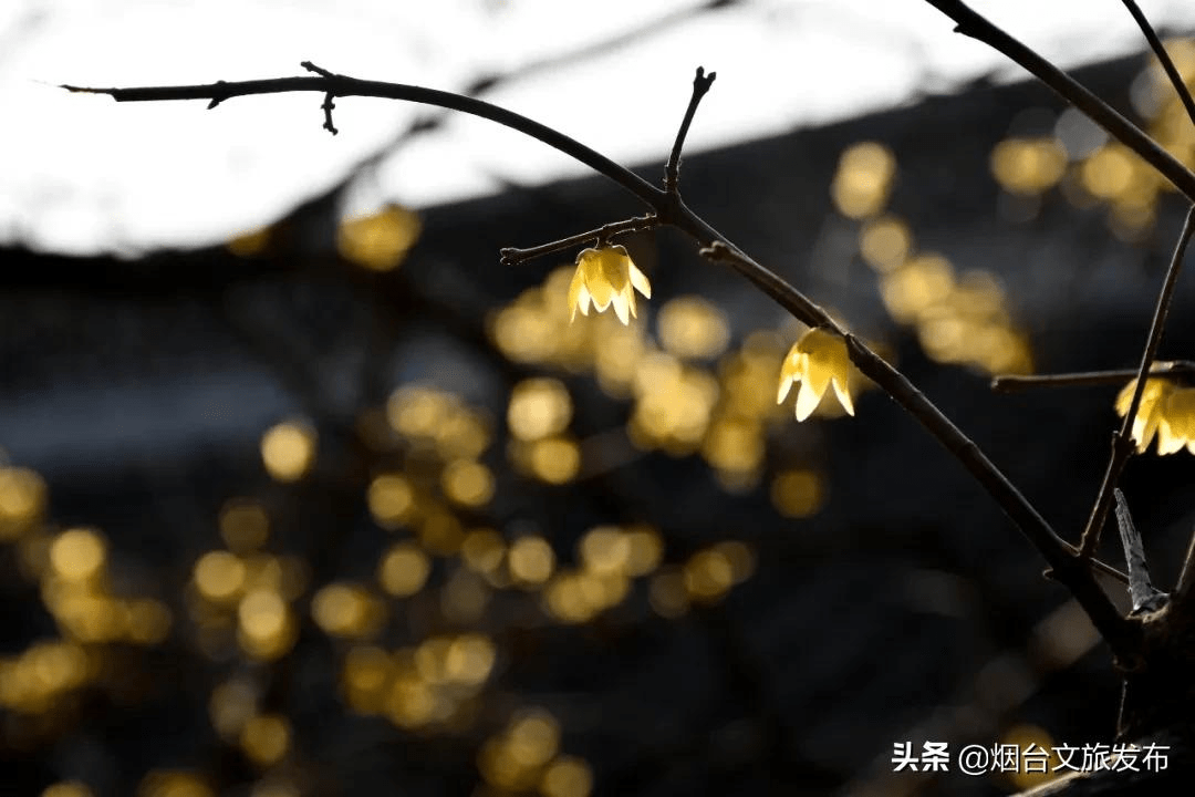 花为|等一个人，陪我去蓬莱阁闻香！