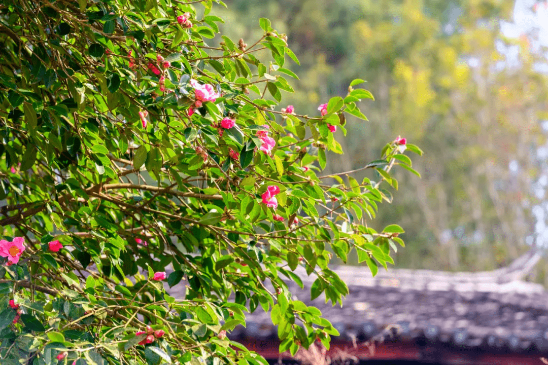 和睦村千亩红花油茶竞相绽放 漫山遍野美不胜收_山茶花_茶树_茶油