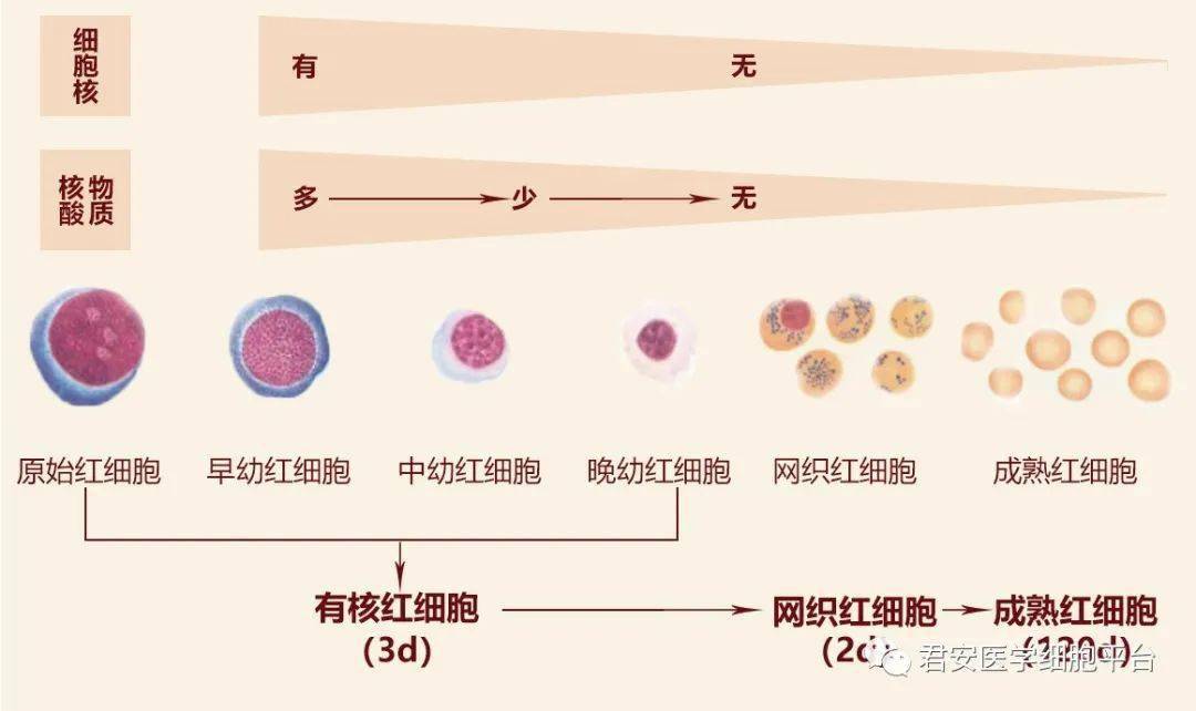 网织红细胞及临床应用