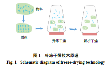 冷冻干燥也称冷冻升华干燥或真空冷冻干燥,主要包括预