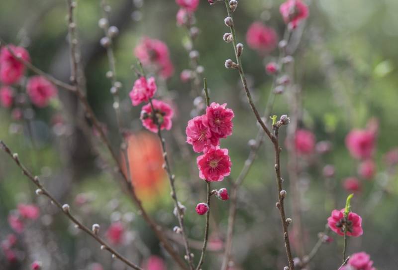 春风|十里桃花醉春风，广州白云山现代版“桃花源”焕新颜