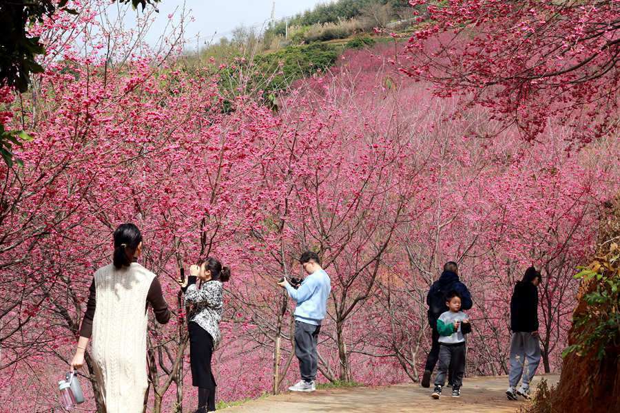 粉色|福建华安：樱花烂漫迎客来