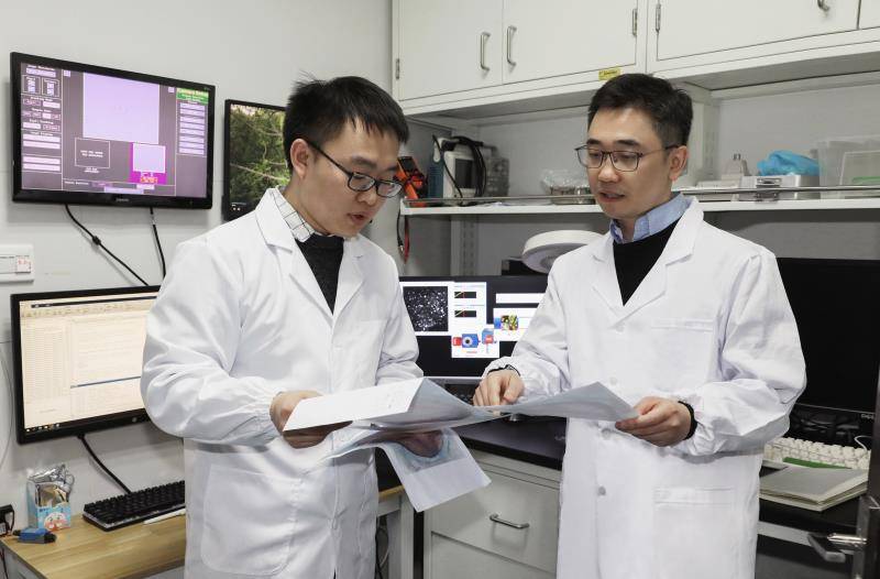 信息|序列记忆如何在大脑中存储？猕猴大脑新研究推翻经典假设