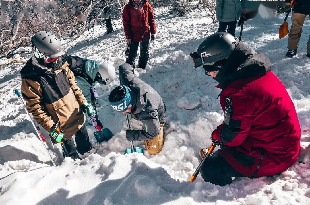 雪崩伙伴图片