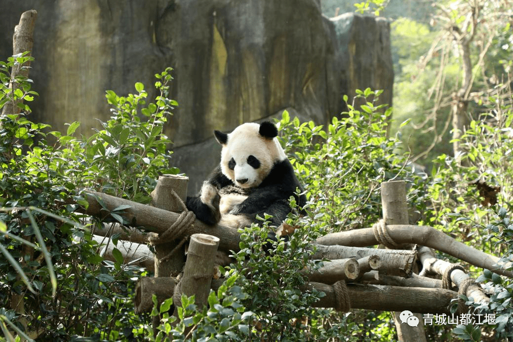 景区|2月12日，青-都熊猫谷年卡首发，都江堰带你实现“冰墩墩”自由！